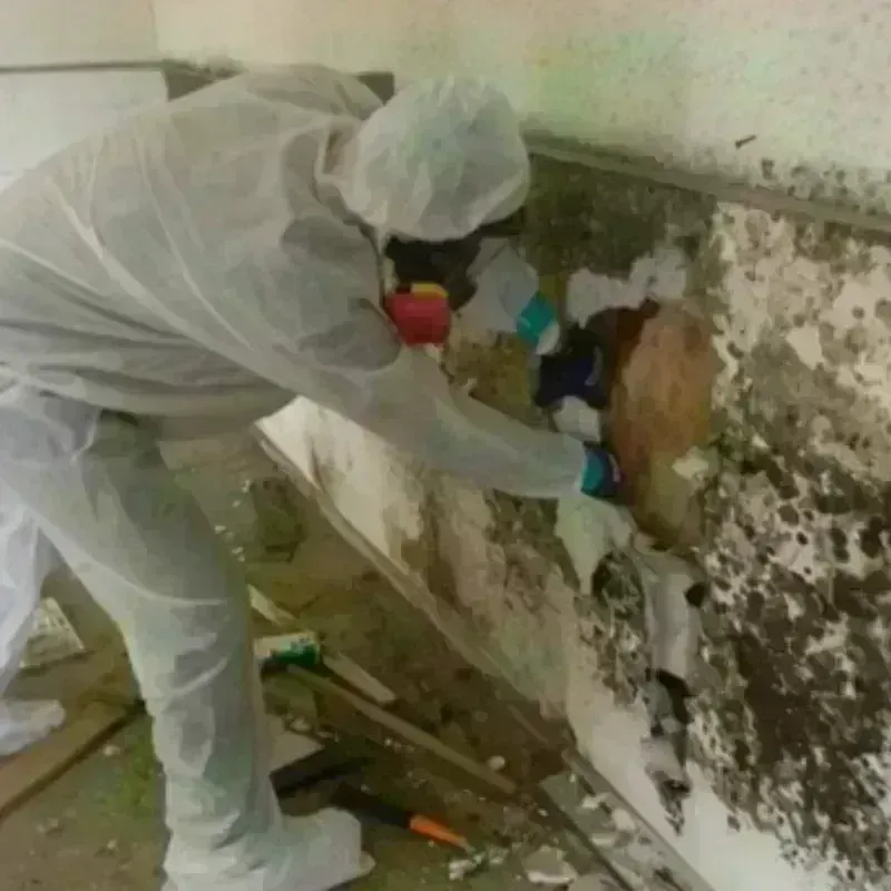 Mold Remediation and Removal in Anderson Mill, TX